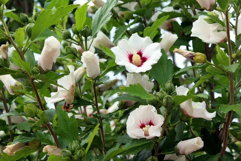 25 WHITE HIBISCUS SEEDS (Crimson Eye) Perennial Flower