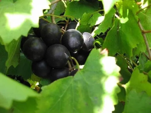 1 PAULK MUSCADINE Live Grape Vine Plant 1-2 yr Old - Pruned