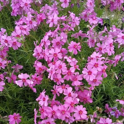 1 Eye Caramba Creeping Phlox