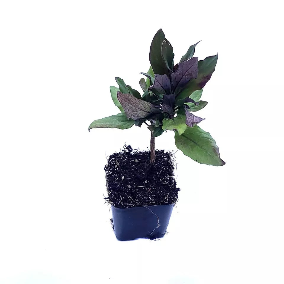 1PC Japanese Honeysuckle Live Plant (Lonicera japonica) Purple Leaves 2" Pot