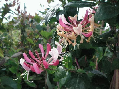 1PC LONICERA HONEYSUCKLE STARTER PLANT APPROX 8-12 INCH