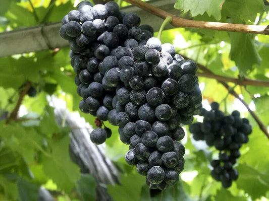 1 CONCORD Seedless Live Grape Vine Plants 1-2 yr Old - Pruned