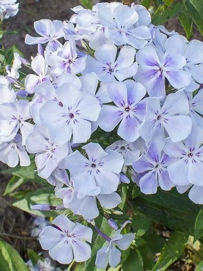 Phlox 'Flame Blue', 2.5 Quart Pot Live Plant