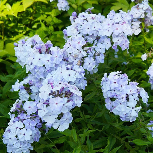 Phlox 'Flame Blue', 1 Gallon Pot Live Plant