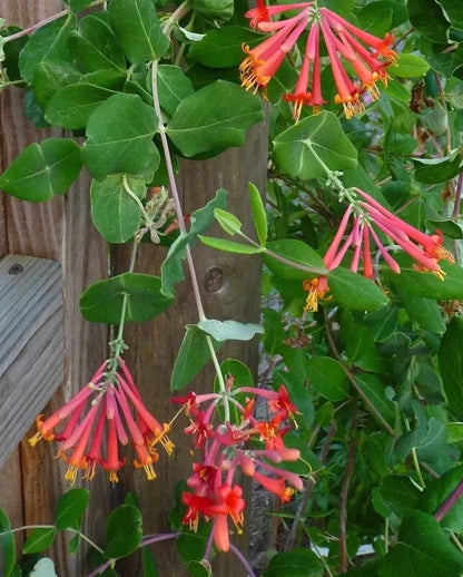 1PC LONICERA HONEYSUCKLE STARTER PLANT APPROX 8-12 INCH