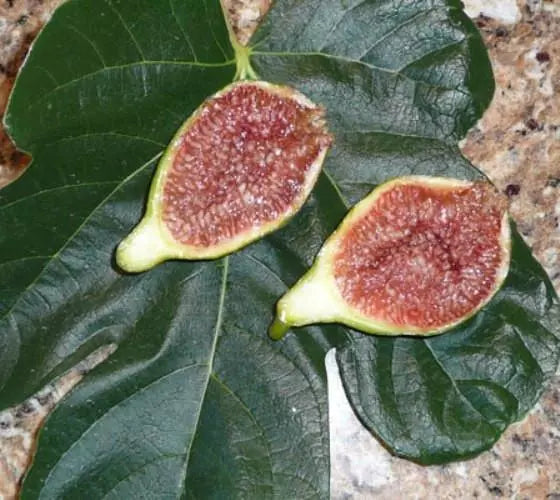 (1 QT) Live Plant Desert King Fig (ficus carica)