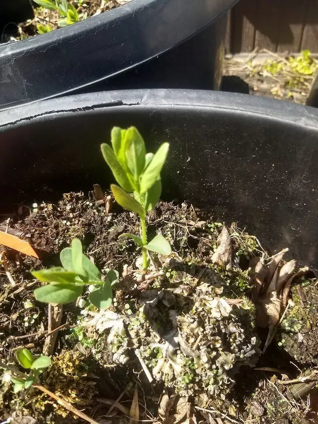 1PC Tundra Honeyberry Honeysuckle Plant Shrub Lonicera caerulea