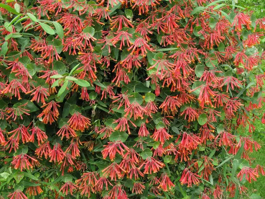 1pc TRUMPET CORAL HONEYSUCKLE VINE Lonicera Sempervirens Starter Plant