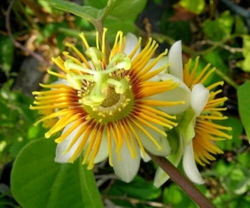 Yellow Passion Flower Vine Starter Plant - Fragrant Passiflora holosericea - Well Rooted, Perfect for Trellis or Container Gardening