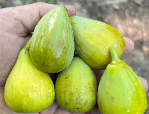 1 Plant Huge Figs Fig Tree Edible “ Yellow Long Neck"