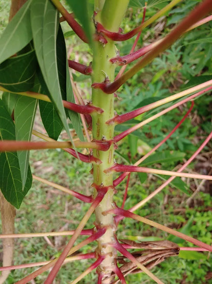 10 Unrooted Cuttings Organic Sweet Red Cassava Yuca Manihot Esculenta