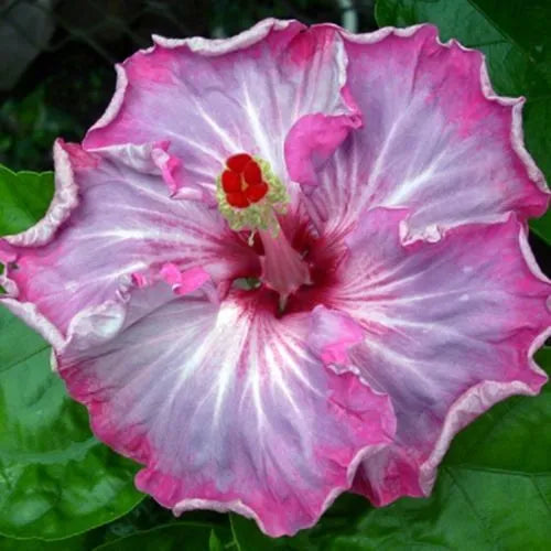 20 Pink White Gray Flower Seeds Perennial