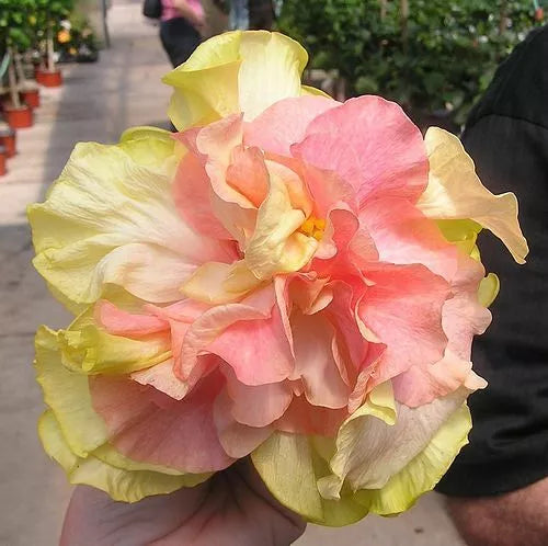 20 Double Pink Orange Hibiscus Seeds Flowers Perennial