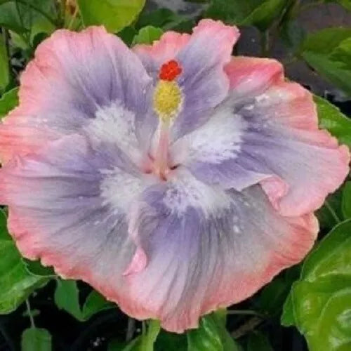 20 Blue Pink Hibiscus Flower Seeds Perennial