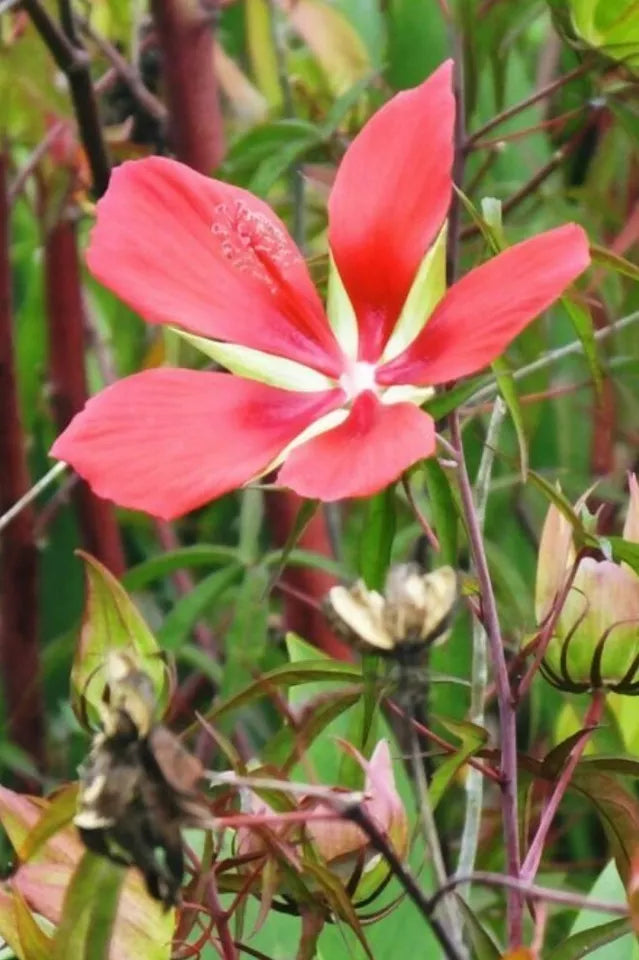 20+ RARE ORGANIC HEIRLOOM RED TEXAS STAR HIBISCUS SEEDS