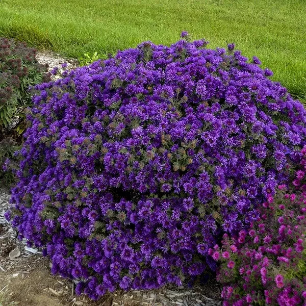 (1) Grape Crush New England Aster