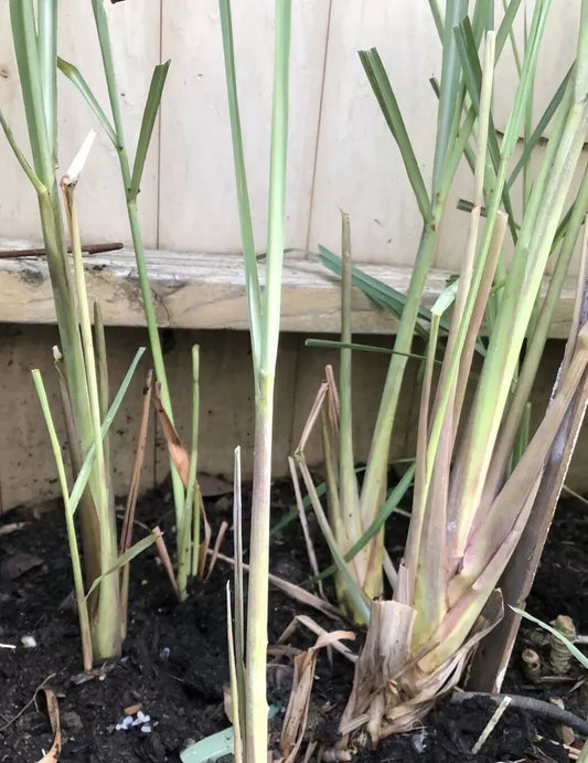2 Lemongrass Stalks Live Plant Organic Cymbopogon Herb
