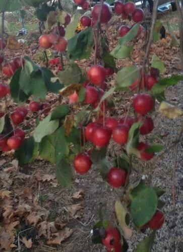 1PC Columbia Crabapple Tree Seedling Fruit LIVE PLANT Apple