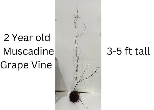 1 Carlos Muscadine Grape Vine 2Years Old Bare Root Live Plant 1-2ft tall