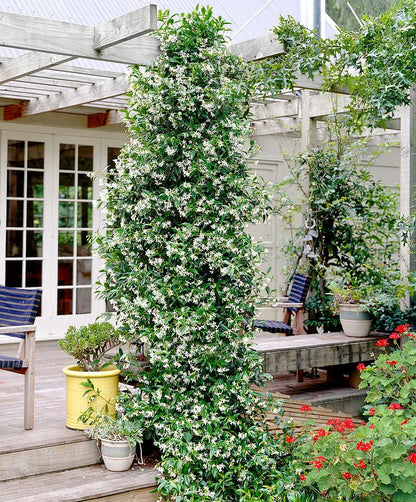 Star Jasmine Vine Plants live Plant (Trachelospermum Jasminoides)