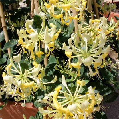 1pc SCENTSATION YELLOW Dutch HONEYSUCKLE VINE Lonicera japonica periclymenum