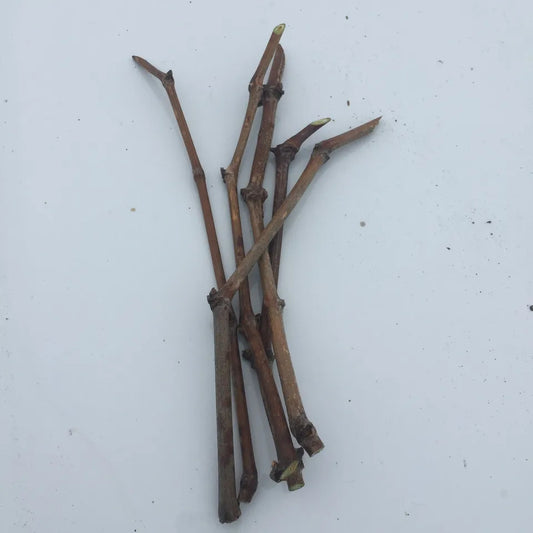 5pcs Japanese Fujiminori table grape unrooted cuttings