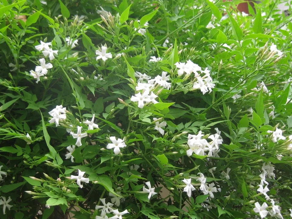 Star Jasmine Vine Plants live Plant (Trachelospermum Jasminoides)