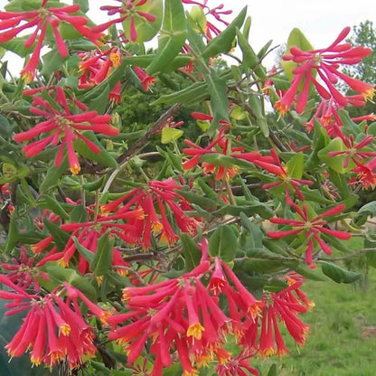 1pc MAJOR WHEELER HONEYSUCKLE VINE Lonicera Sempervirens STARTER PLANT