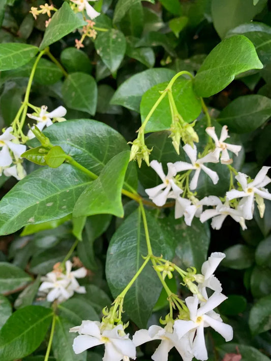 7 Unrooted Cuttings 10 inch Jasminoides Trachelospermum Star Jasmine Flower