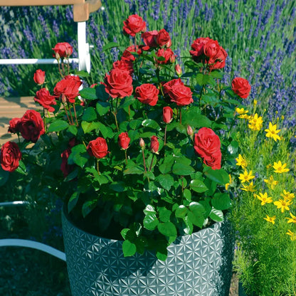 20 SEEDS JAPANESE RED ROSE BUSH FLOWER (Rosa Rugosa Rubra) Hardy Flower Plant