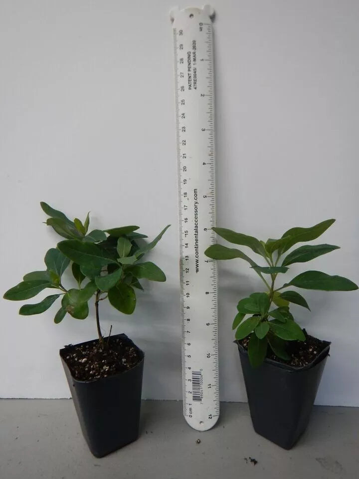 1pc Mandarin Honeysuckle Lonicera Vine Starter Plant