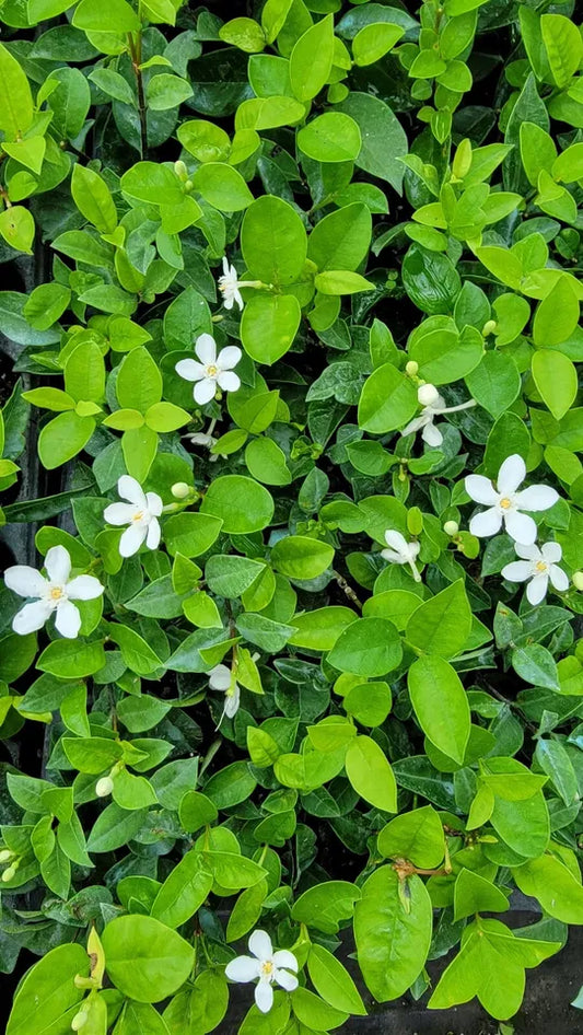 Starter Live Plant 2 to 5" tall Asian Snow Jasmine (Wrightia antidysenterica)