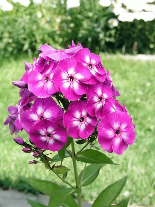 Phlox 'Laura', 1 Gallon Pot Live Plant