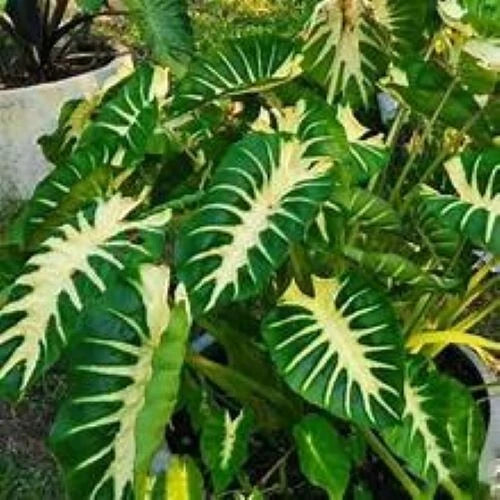 Maui Sunrise Colocasia esculenta Starter Plant - Small Rooted Royal Hawaiian Variety - Well Rooted, Healthy Plant