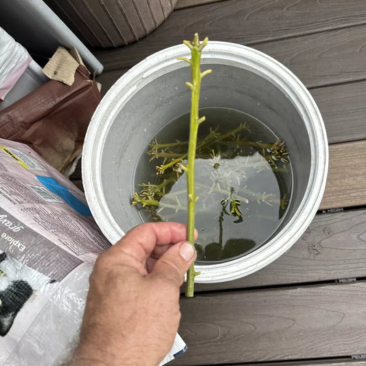 3 Mango Cuttings Scions for Grafting From My Peach Cobbler Mango Tree