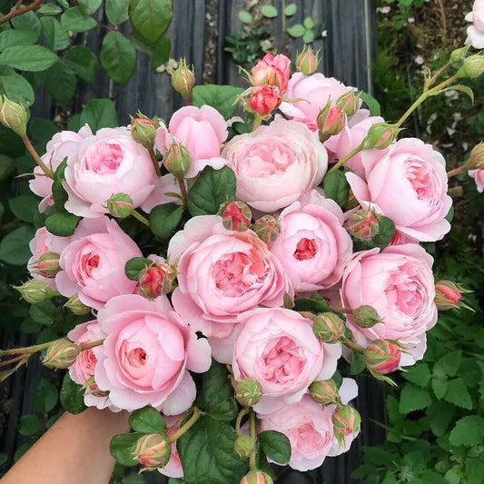 ONE Well Rooted Queen Of Sweden Rose Starter Live Plant /David Austin Rose