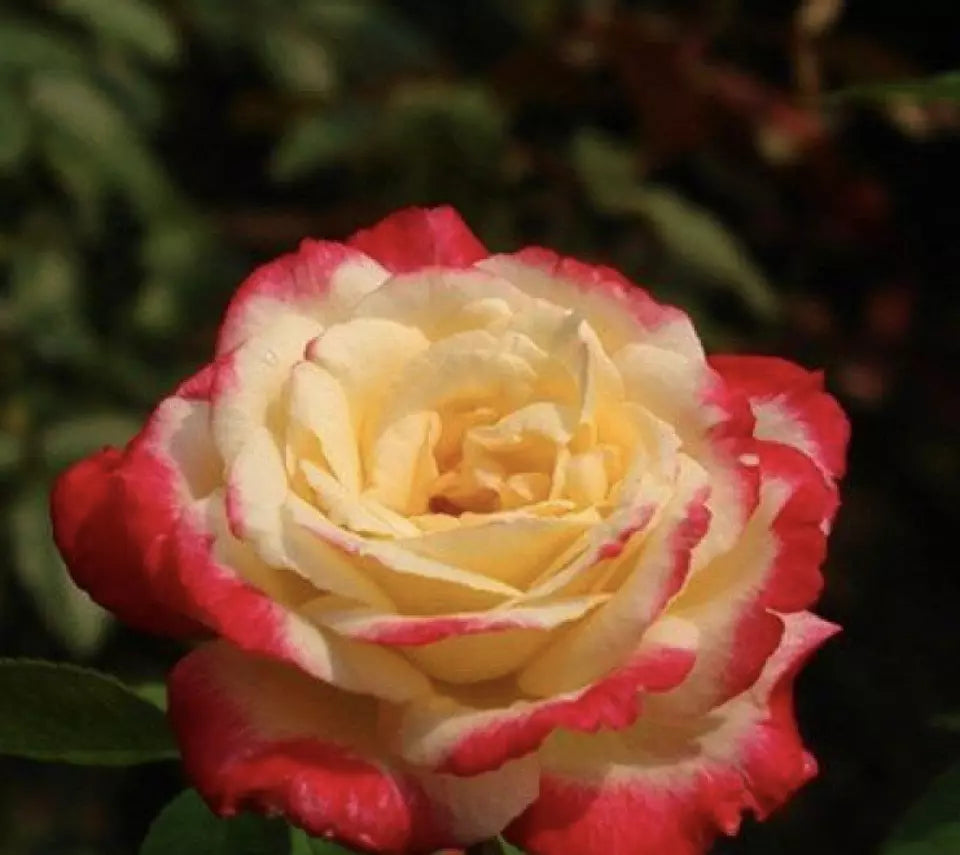 CLASSIC STYLE ROSE 20 SEEDS for Planting Flower bush diy (red tip & yellow)