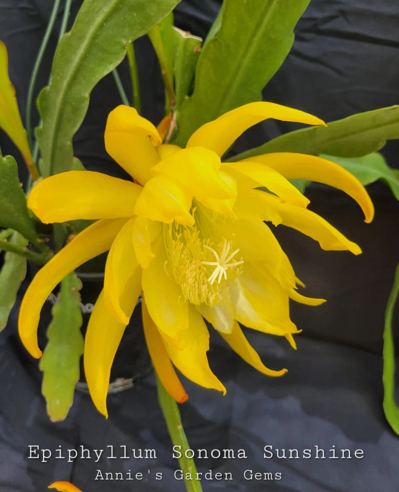 Epiphyllum Cuttings - 8 to 10 Inches - Sonoma Sunshine - Frank Kirby Hybrid - Unrooted - Brilliant Yellow Flowers
