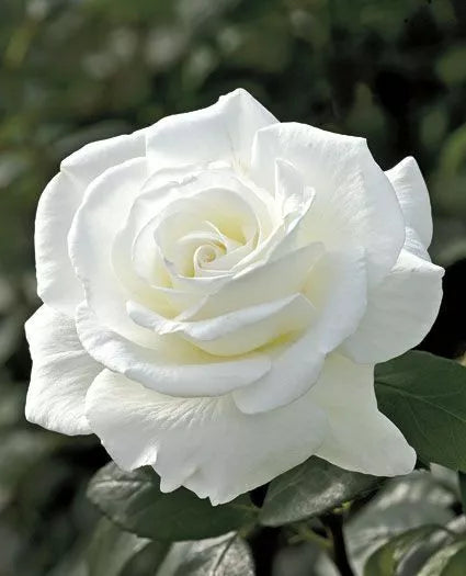 10 Double White Rose Seeds Flower Bush Perennial Shrub Flowers Seed
