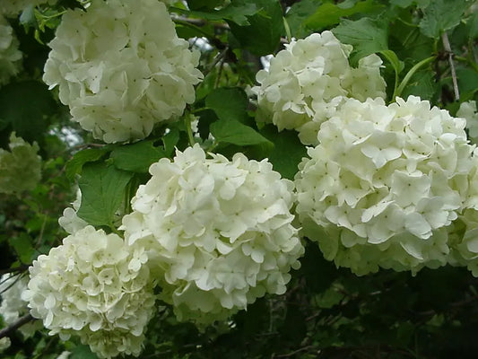 2 Old Fashioned Snowball Viburnum Shrubs Live Plants 4-12" Tall