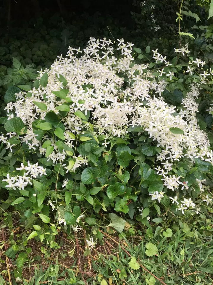 200 Seeds White Star Carolina Jasmine Vine Sweet Smelling Vine Over