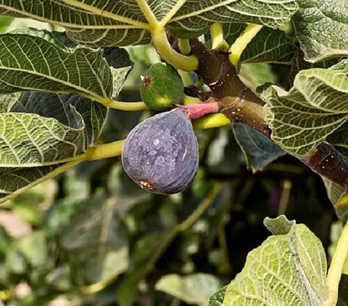 ONE Fig Tree Unrooted Cutting "Kadota/White Texas Overbearing"