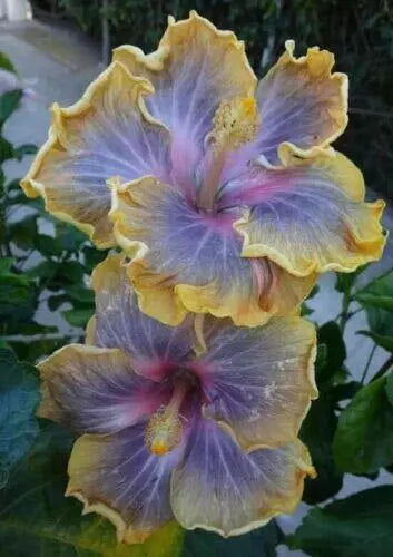 20 Yellow Purple Hibiscus Flower Seeds Perennial