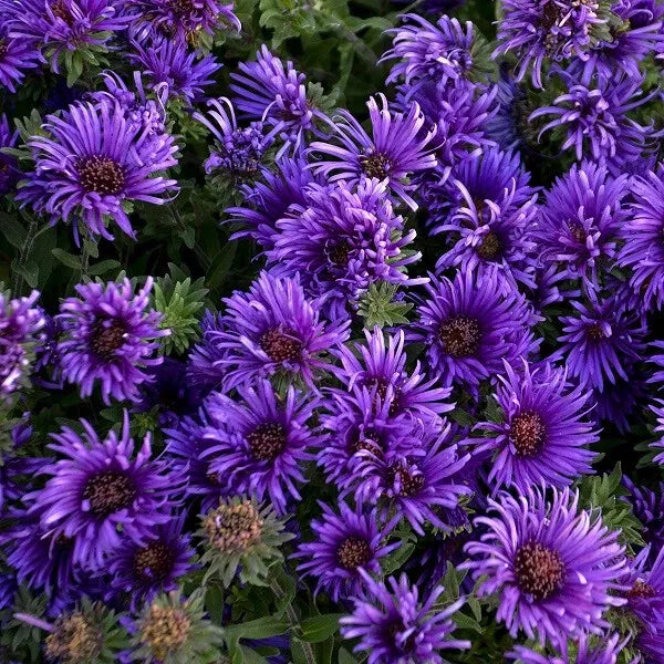 (1) Grape Crush New England Aster