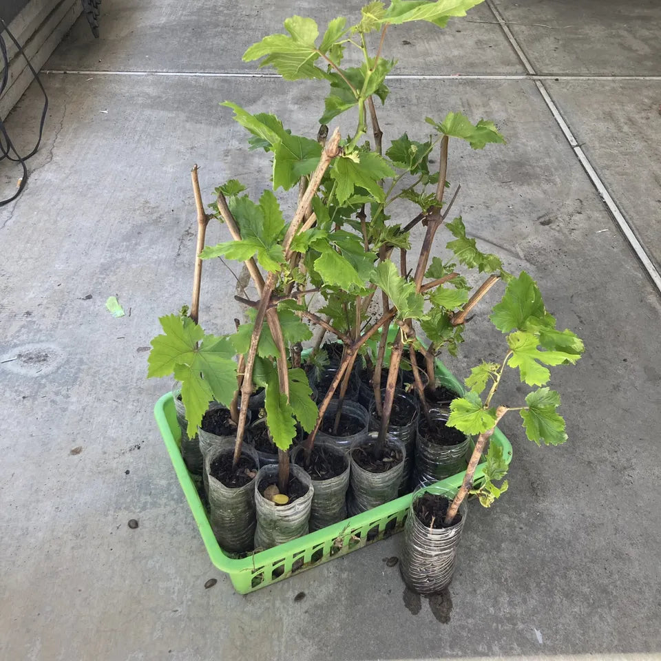 1 Sweet Red Flame Fruit Seedless Grape Vine Rooted Plants Tree 12+ inches Tall