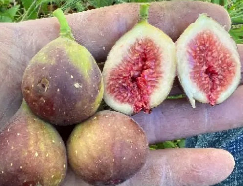 ONE Fig Tree Unrooted Cutting 'Ronde de bordeaux'