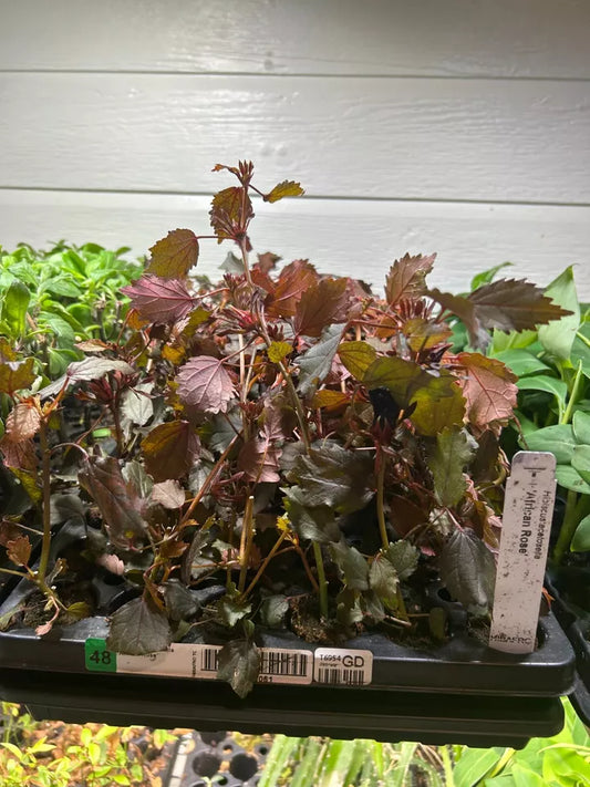 1 TC Plant/Plug 6-8 inches CRANBERRY HIBISCUS (H. ACETOSELLA)