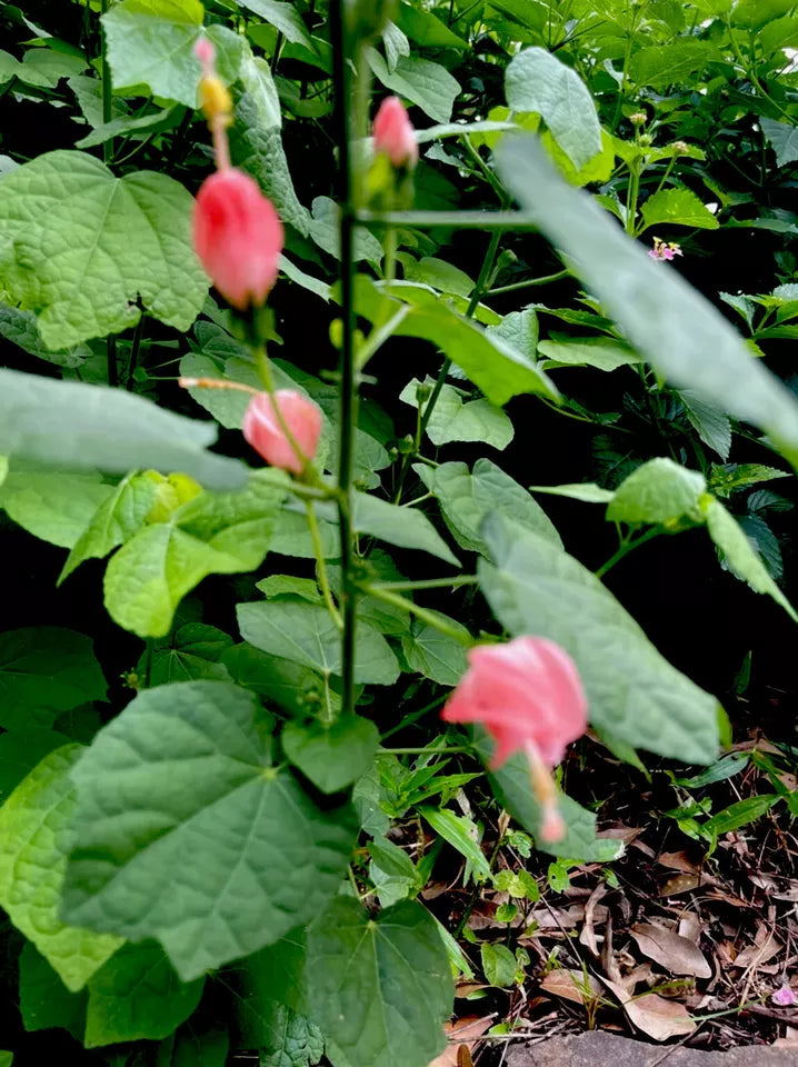 (7) Seeds TURK'S CAP PINK SLEEPING HIBISCUS FLOWERS BUSH SHRUB