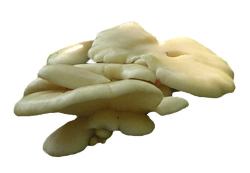 Aspen Oyster Mushroom Liquid Culture Syringe 10cc - Pleurotus populinus - Fast Growth Mycelium for Mushroom Cultivation