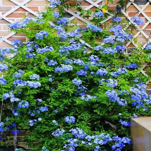 20 JASMINE FLOWER SEEDS rare exotic rambling vine fragrant plant "Violet Blue"